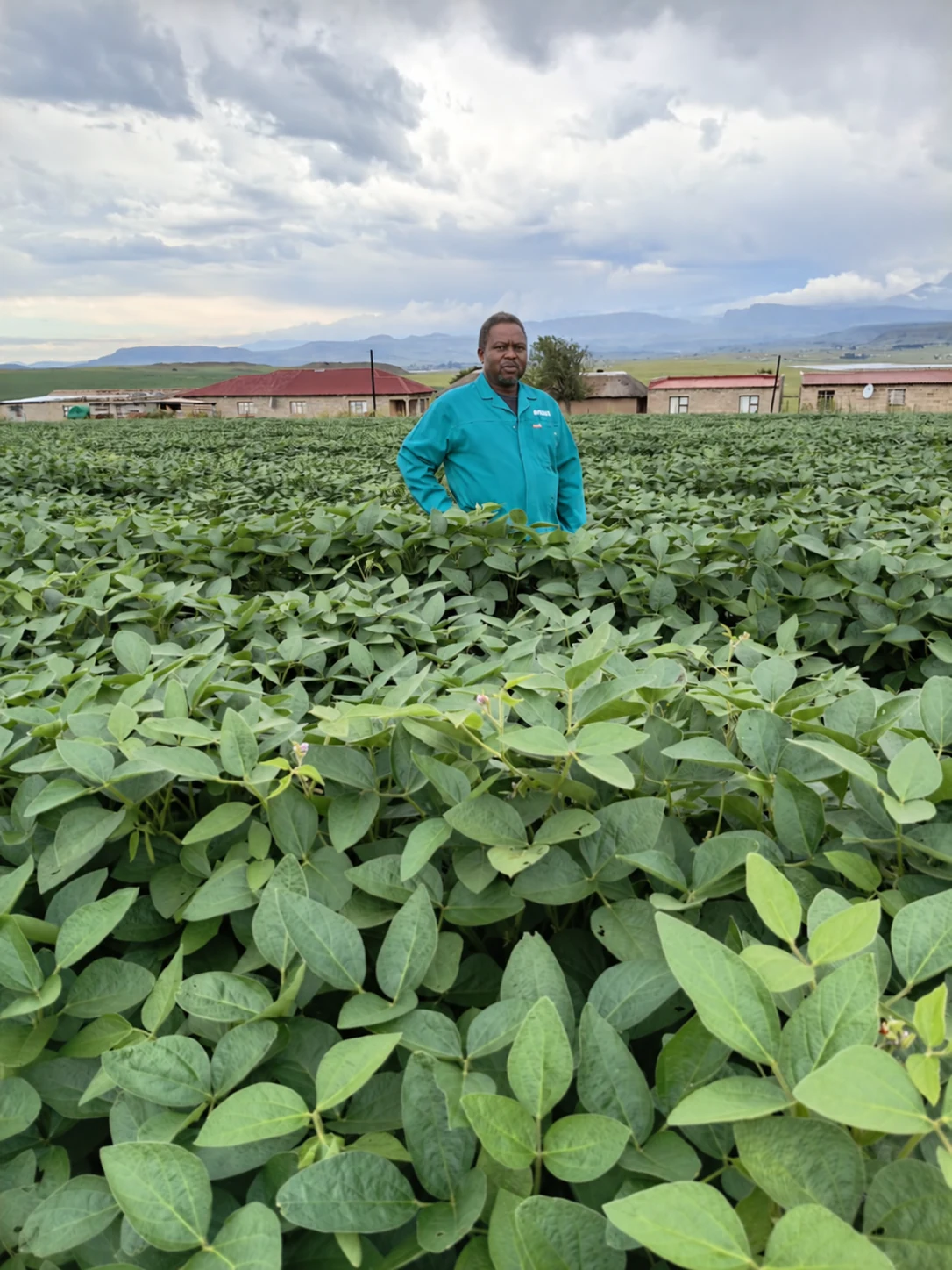 Farmer in a turquoise shirt among green soybean plants