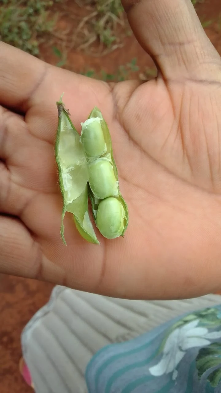 Open green pod in a hand — captioned ZP Mbata