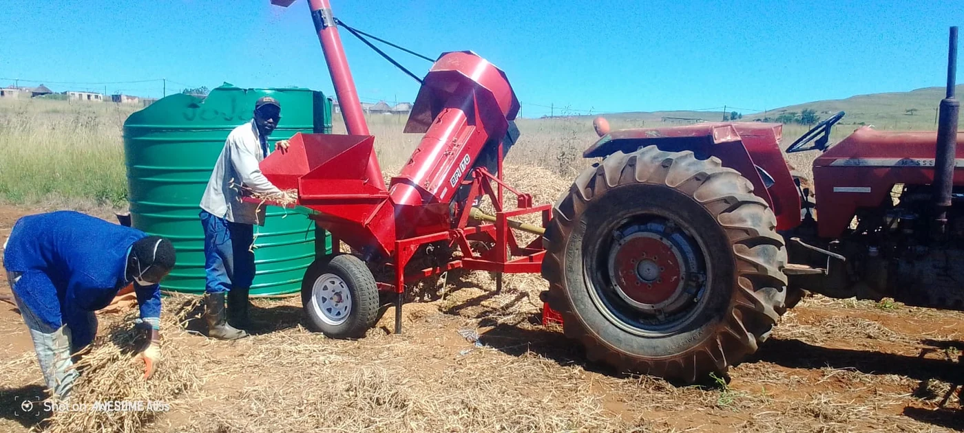 Bergville workers operating a red thresher