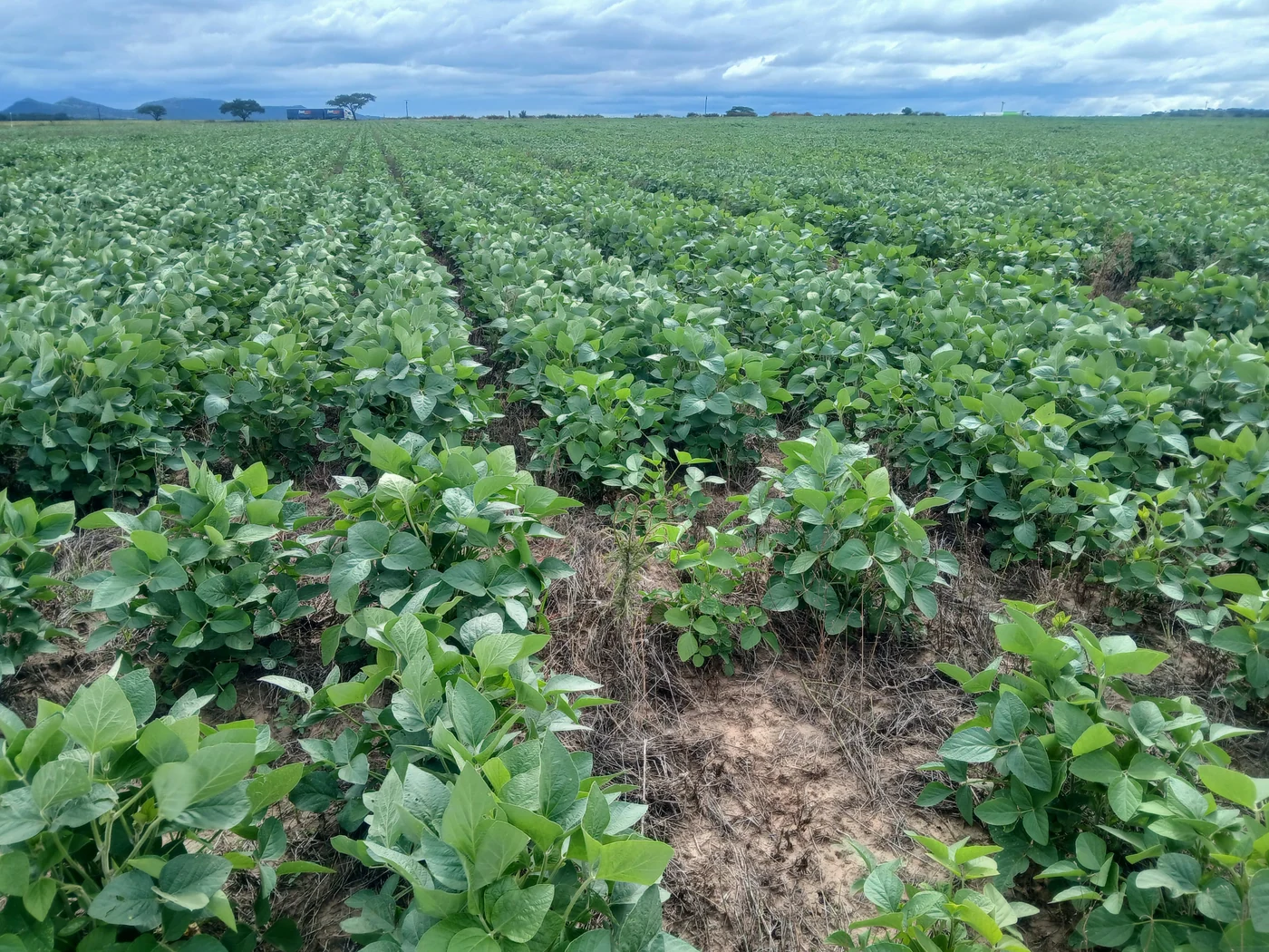 Green soybean rows — caption names Themba Masango and advisor Joe Mtshali