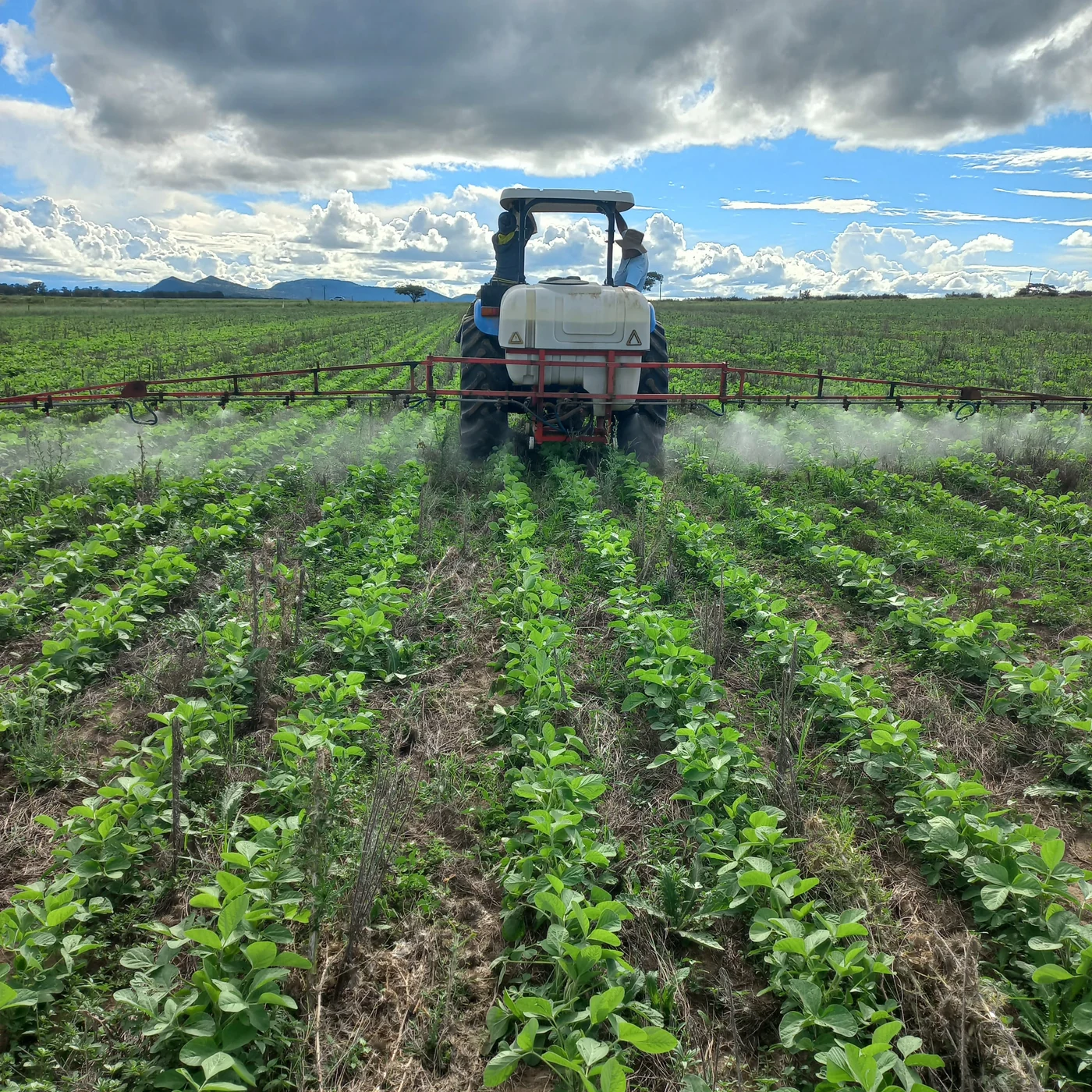 Tractor/sprayer centred between soybean rows