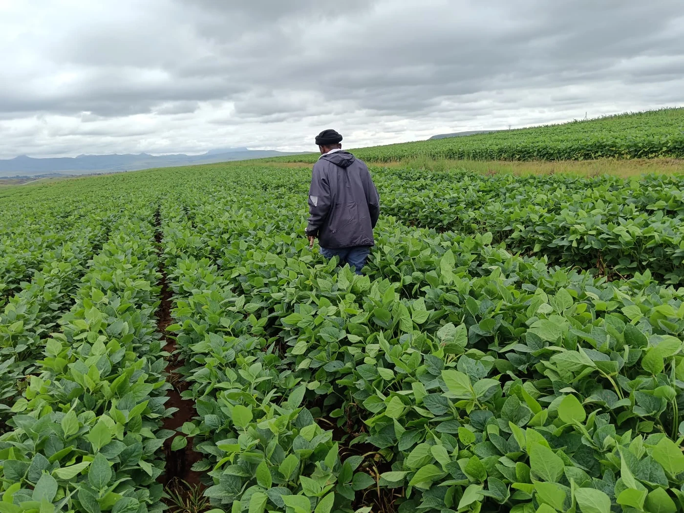 Farmer walking through a dense green crop