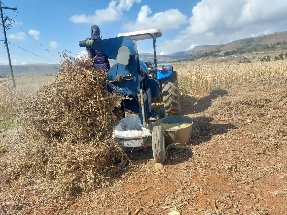 Harvest workers and a blue tractor/thresher
