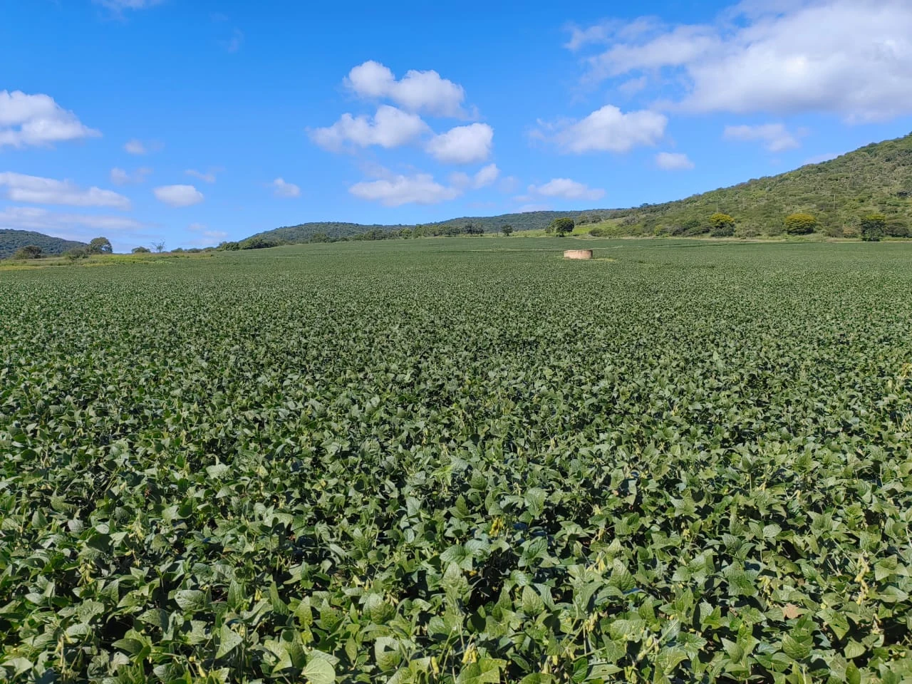 Lush South Coast soybean field under blue sky