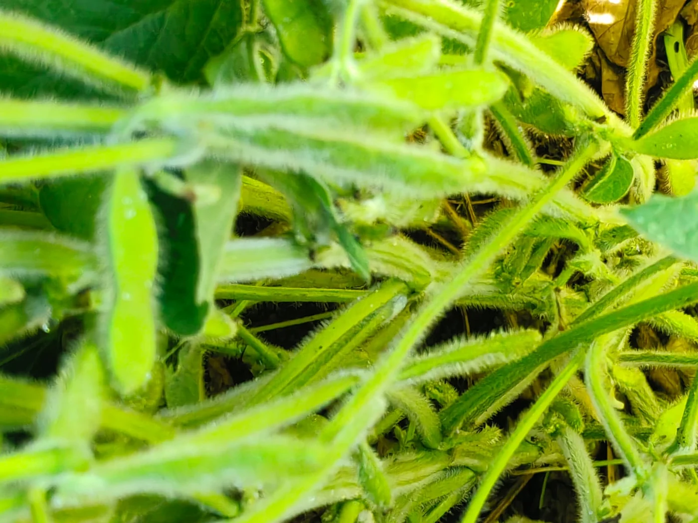 Close-up of green soybean pods