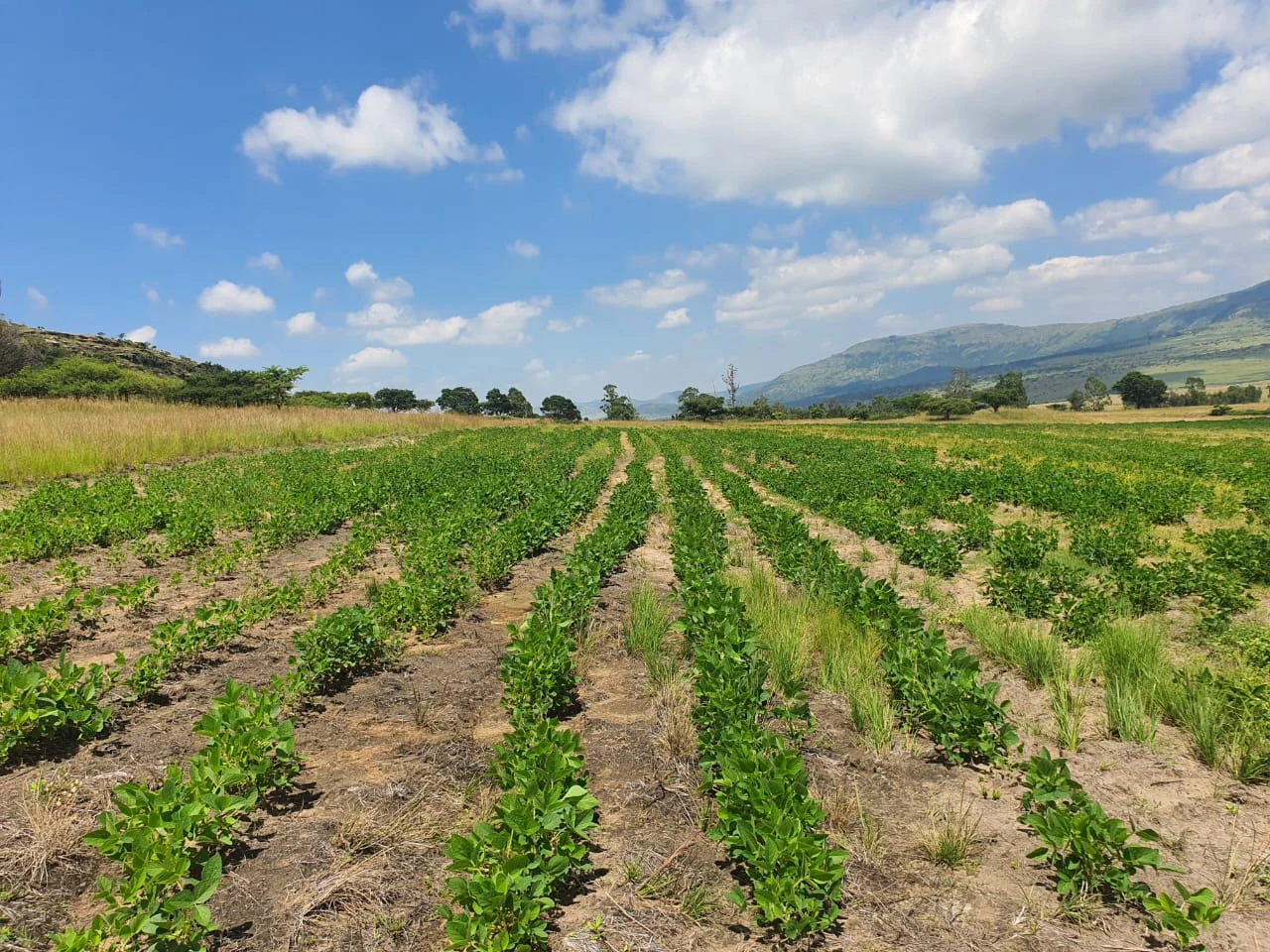 Even green rows beneath a blue sky