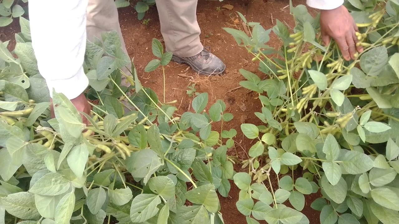 Hands inspecting a soybean plant — captioned B Gamede