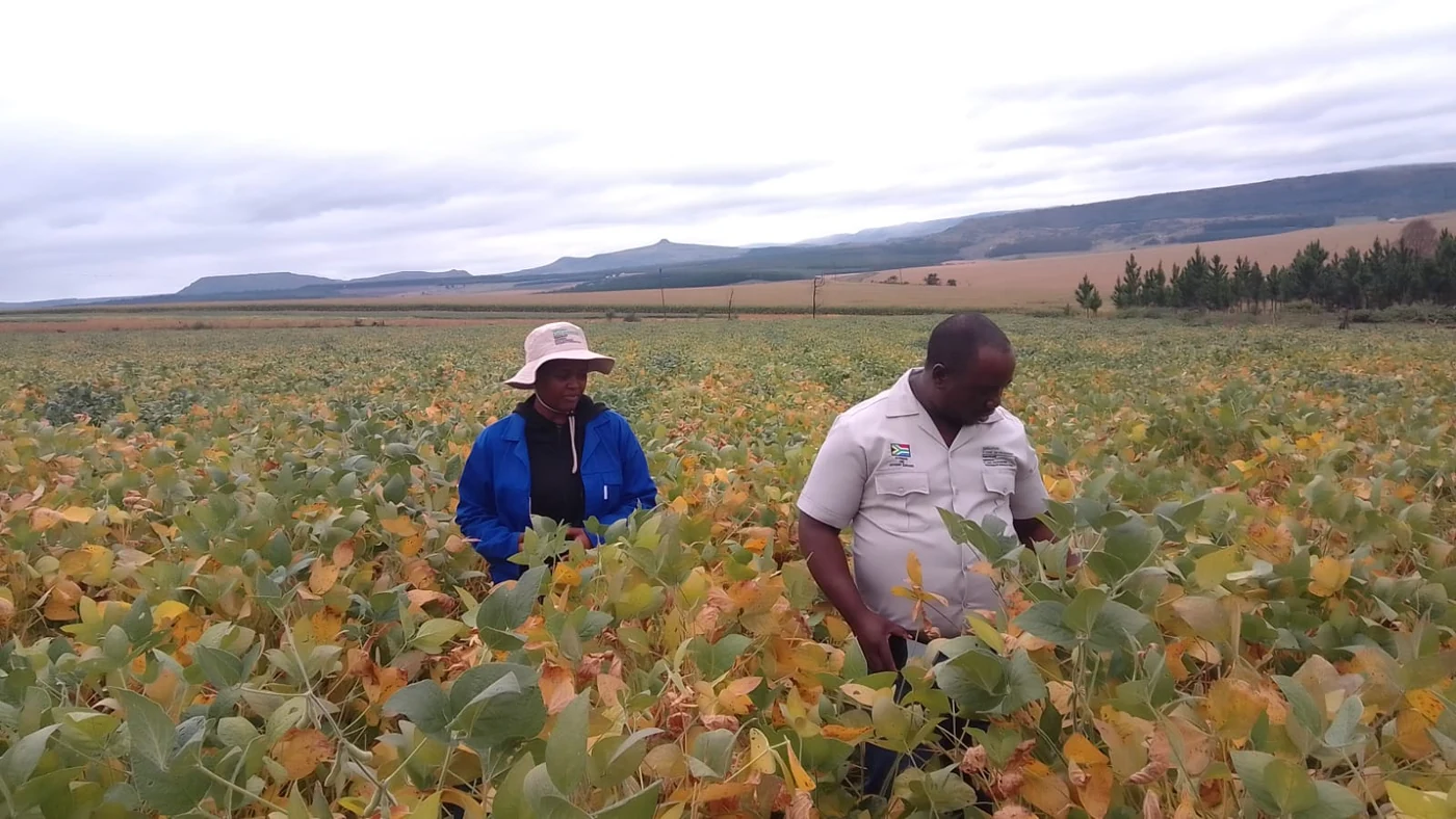 Two people inspecting a maturing crop — caption references T Simelane’s lands