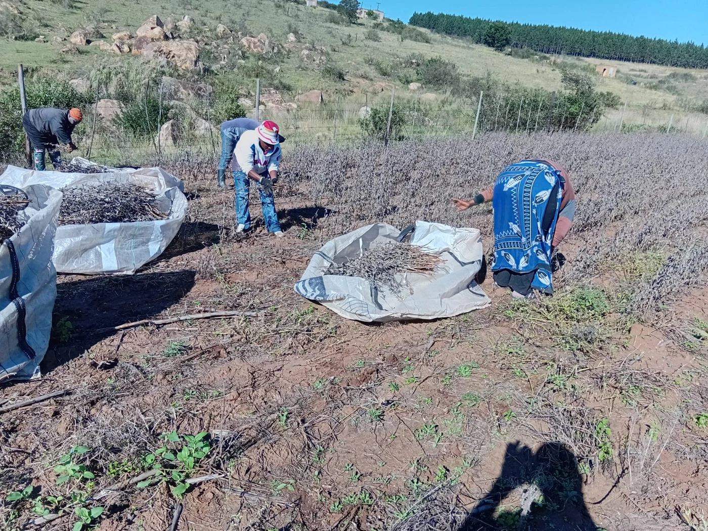 Workers handling the harvested crop beside equipment